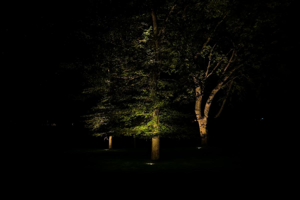 Oak trees uplit by landscape lighting at night